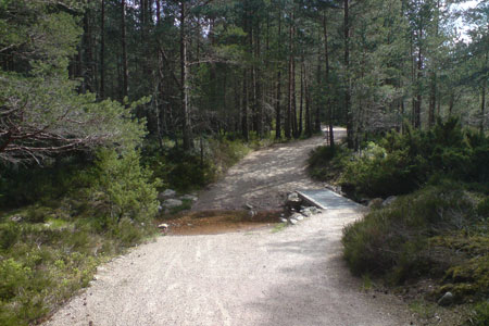 The footpath leading through Rothiemurchus Forest
