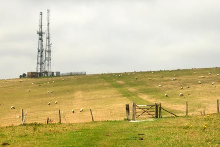 Grazing sheep on Beddingham Hill on the South Downs