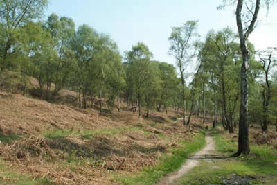 A typical scene from Cannock Chase near Sherbrook