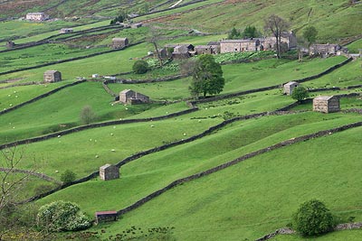 Field barns scattered across the landscape near Keld