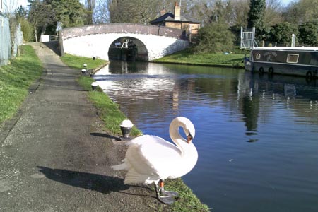 Swan by the Grand Union Canal near to Uxbridge.
