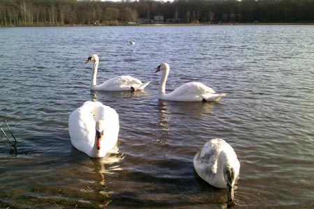 Mute swans at Ruislip Lido.