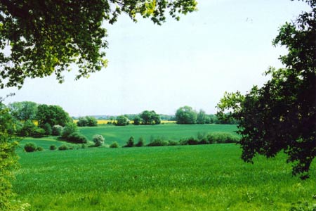 The typical enclosed fields of N Hertfordshire