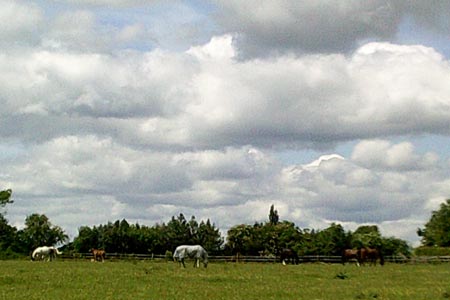 Grazing horses at Bragman's Farm
