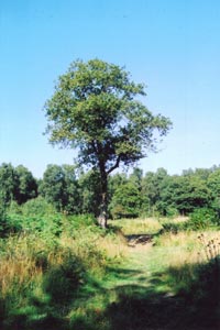 An open glade in Bricket Wood