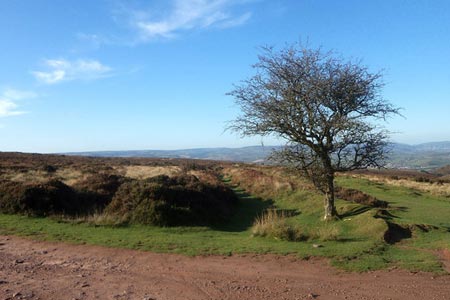 Looking across Weacombe Hill from Bicknoller Post
