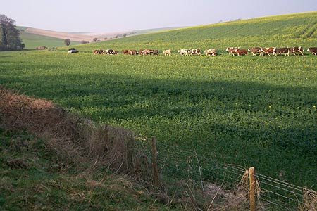 The South Downs is predominantly working farmland