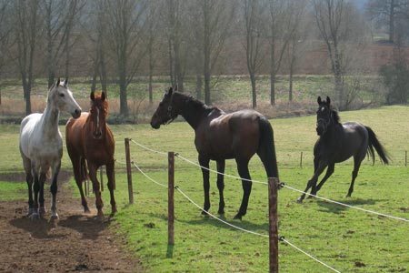 Race horses near Thorpe Mandeville