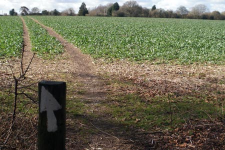 Path across a field at Lodge Farm