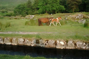 Devonport Leat and Ponies