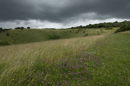 Storm clouds and wild flowers at Incombe Hole