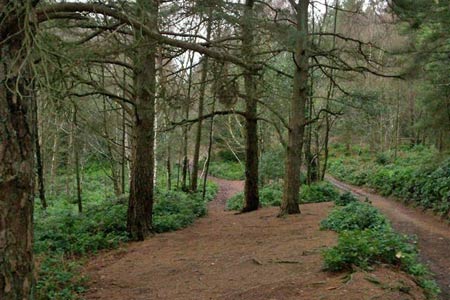 Path descending from Leith Hill