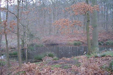 Small pool, Wyre Forest National Nature Reserve