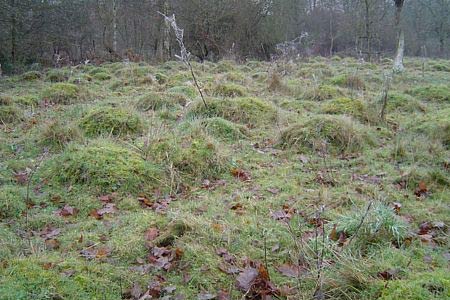 Remains of a colony of moles, Wyre Forest NNR