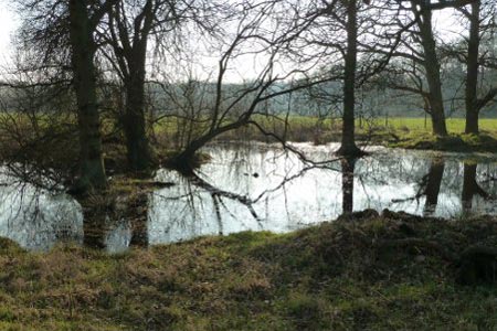 Secluded pond in the woods of the Dogmersfield Estate