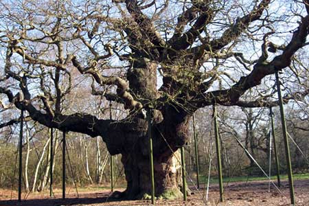 Major Oak, Sherwood Forest
