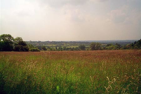A view over Nazeingwood Common to the East
