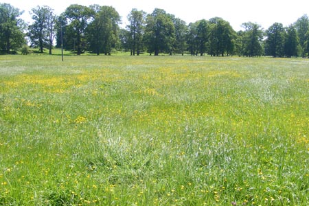 Buttercup meadows approaching Much Marcle church