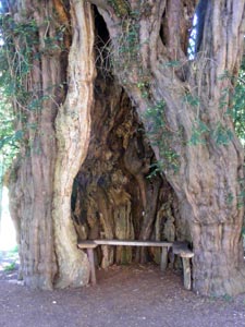The ancient yew and bench outside the church at Much Marcle