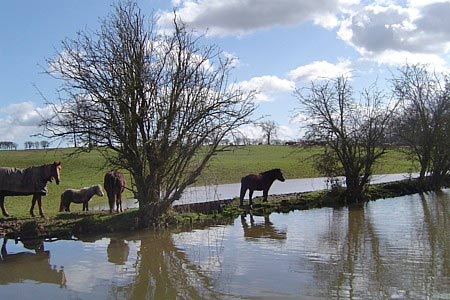 Horses and ponies by the Stratford upon Avon Canal