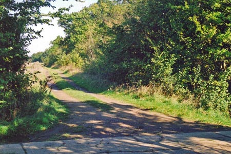 Looking back on the Roman Road along Hasell's Hedge
