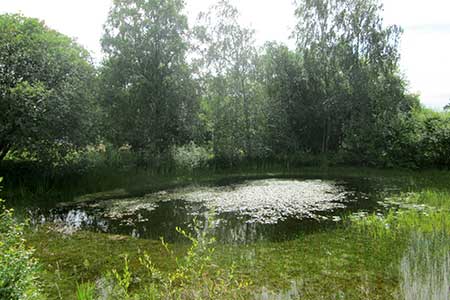 Partly hidden pond, London Loop Path