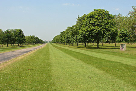 Photo from the walk - Windsor Great Park Circular