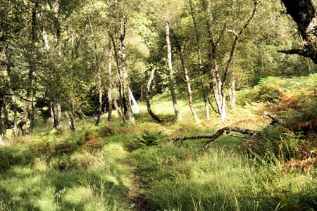Path through lovely woods by Allt Mhic Chiarain