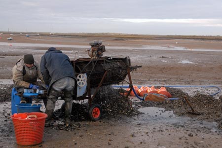 Mussels being sorted on the mud at Brancaster Staithe