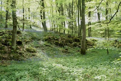 Strid Wood near Bolton Abbey