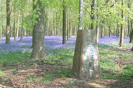 The trig point amongst the Bluebells in Crawley Wood