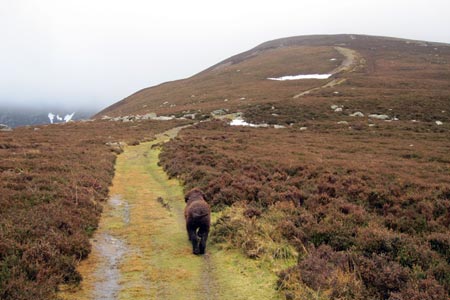 Path along the flank of Mynydd Mawr