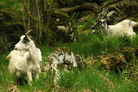 Goats in the woods just off Watkin Path 