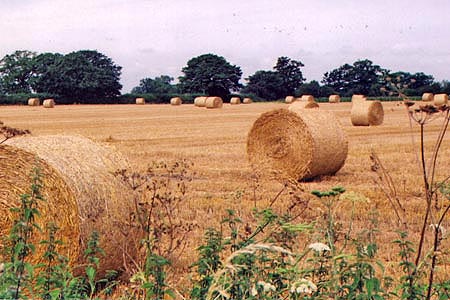 Harvest field near Aston Rowant
