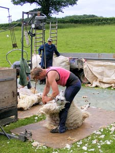 Sheep shearing near Wells