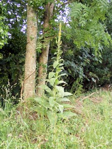 Great Mullein on the trackbed of the old railway