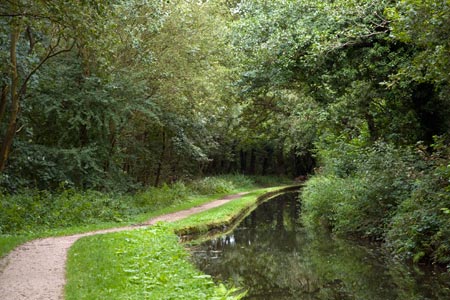 Caldon Canal surrounded by woodland