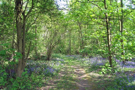 Woodland Glade with bluebells, White Ladies Aston