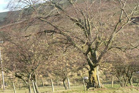 Wych Elm in the College Valley