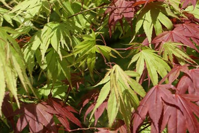 Leaf colours, National Arboretum, Westonbirt