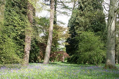 Woodland, National Arboretum at Westonbirt