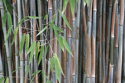 Bamboo, National Arboretum, Westonbirt