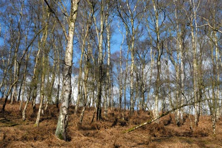 Typical Cannock Chase woodland with Silver Birches