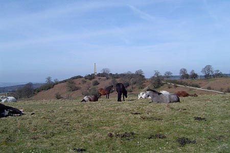 View of the obelisk on the Eastnor Estate from Midsummer Hill