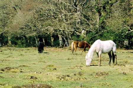 Ponies near Fox Hill - near Lyndhurst