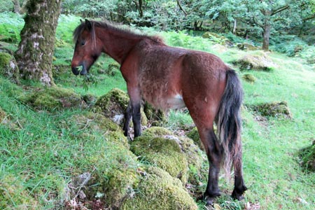 Dartmoor pony.
