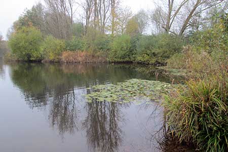 One of the lakes of the Amwell Nature Reserve