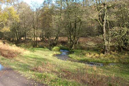 The Sher Brook, Cannock Chase