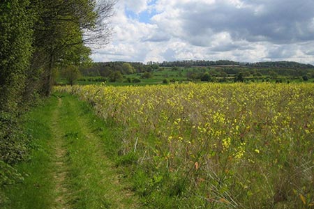 The edge of Hooton Pagnell wood near Doncaster.