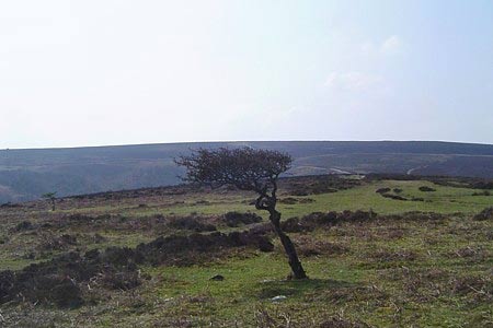 Exposed Quantock Hills make survival tough for trees